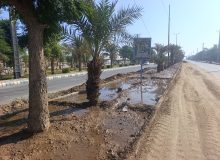 عملیات بذرپاشی گل‌های فصلی در بلوار شهید باکری آغاز شد